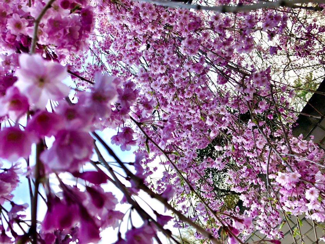 2020-03-30T14_17_53.732Z