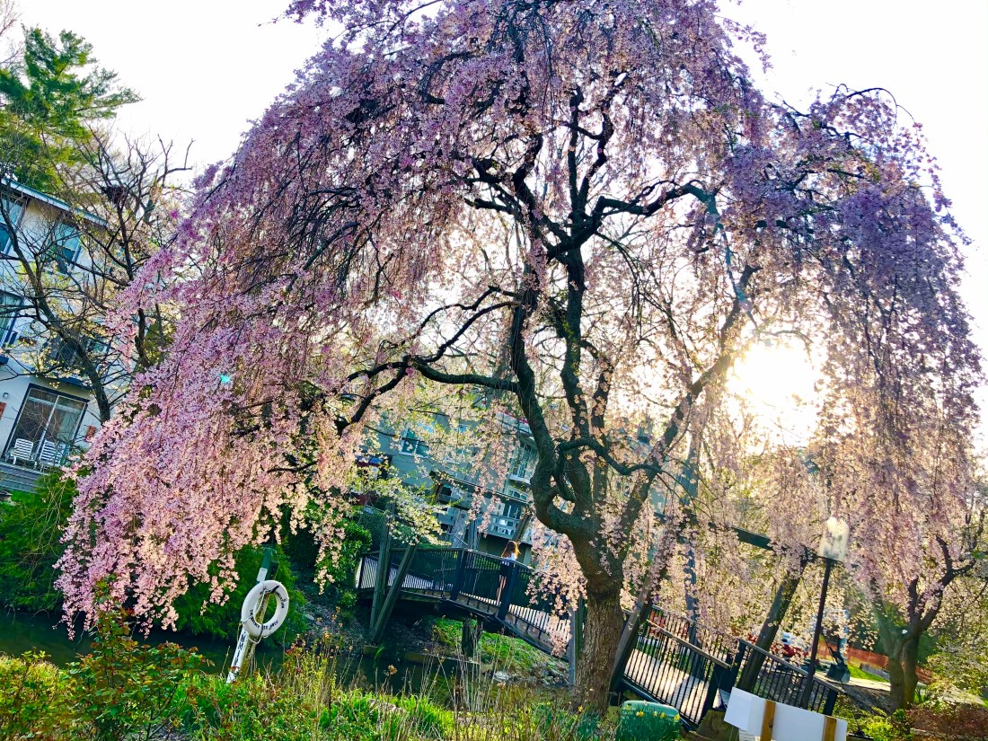 2020-03-30T14_18_02.292Z